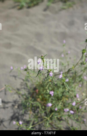 Galeopsis angustifolia in voller Blüte Stockfoto