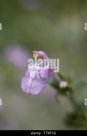 Galeopsis angustifolia in voller Blüte Stockfoto