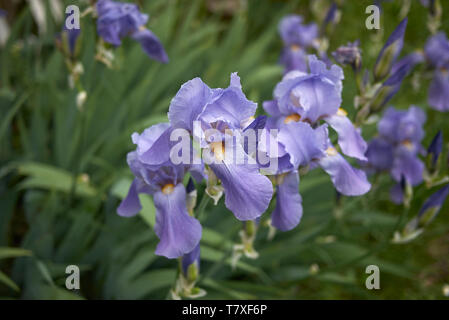 Mehrfarbigen Blüten der Iris Pflanzen Stockfoto