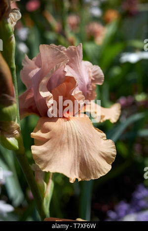 Mehrfarbigen Blüten der Iris Pflanzen Stockfoto