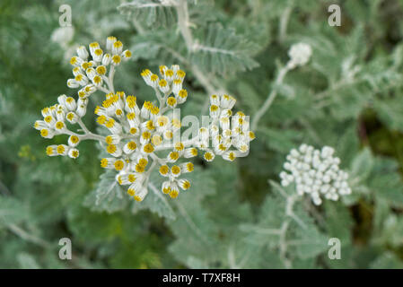 Jacobea maritima Stockfoto