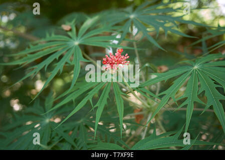 Jatropha multifida Nahaufnahme Stockfoto