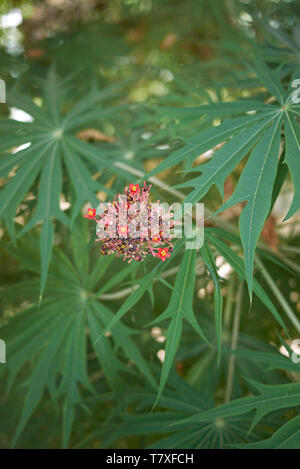 Jatropha multifida Nahaufnahme Stockfoto