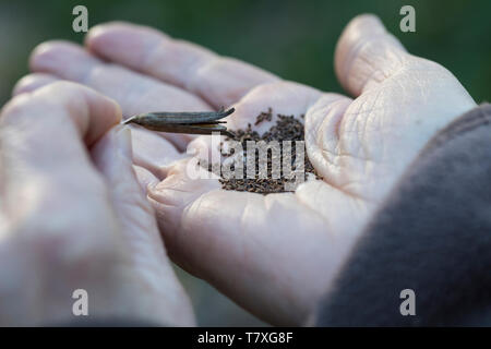 Gewöhnliche Nachtkerze, Zweijährige Nachtkerze, Samen, Nachtkerzen-Samen, Nachtkerzensamen, Samenernte, Oenothera biennis, gemeinsame Nachtkerze, Ev Stockfoto