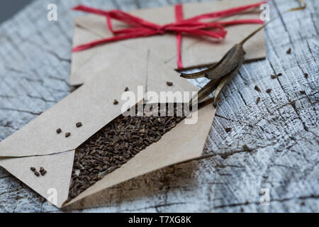 Gewöhnliche Nachtkerze, Zweijährige Nachtkerze, Samen, Nachtkerzen-Samen, Nachtkerzensamen, Samenernte, Samentütchen, Oenothera biennis, gemeinsame Evenin Stockfoto