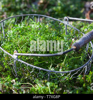 Kletten-Labkraut, junge Pflanzen im zeitigen Frühjahr, Klett-Labkraut, Klettenlabkraut, Klettlabkraut, Klebkraut, Klettkraut, Ernte, Kräuterernte, Gal Stockfoto