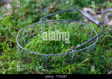 Kletten-Labkraut, junge Pflanzen im zeitigen Frühjahr, Klett-Labkraut, Klettenlabkraut, Klettlabkraut, Klebkraut, Klettkraut, Ernte, Kräuterernte, Gal Stockfoto