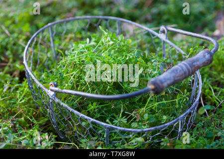 Kletten-Labkraut, junge Pflanzen im zeitigen Frühjahr, Klett-Labkraut, Klettenlabkraut, Klettlabkraut, Klebkraut, Klettkraut, Ernte, Kräuterernte, Gal Stockfoto