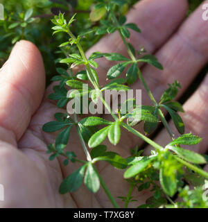 Kletten-Labkraut, junge Pflanzen im zeitigen Frühjahr, Klett-Labkraut, Klettenlabkraut, Klettlabkraut, Klebkraut, Klettkraut, Ernte, Kräuterernte, Gal Stockfoto