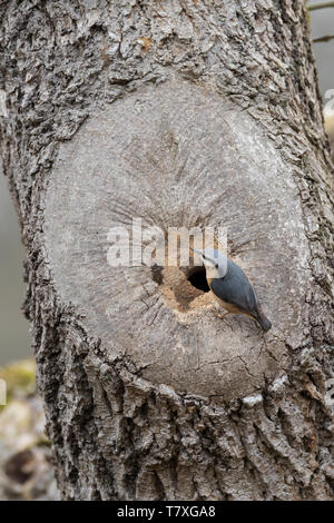 Kleiber, baut sein Nest in einer Baumhöhle, Einflugloch Asthöhle, wird mit Lehm verengt, Nisthöhle, Spechtmeise, Sitta europaea, Kleiber, Eurasischen nu Stockfoto