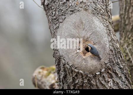 Kleiber, baut sein Nest in einer Baumhöhle, Einflugloch Asthöhle, wird mit Lehm verengt, Nisthöhle, Spechtmeise, Sitta europaea, Kleiber, Eurasischen nu Stockfoto