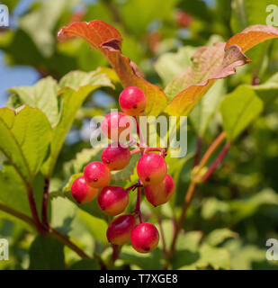 Platz Bild der Bündel halbe rote Beeren. Reifenden Getreide der Pfeil - Holz, auch als schneeball Baum, Gefüllte Schneeball - Rose oder viburnum. Unfocused Garten im Hinterg Stockfoto