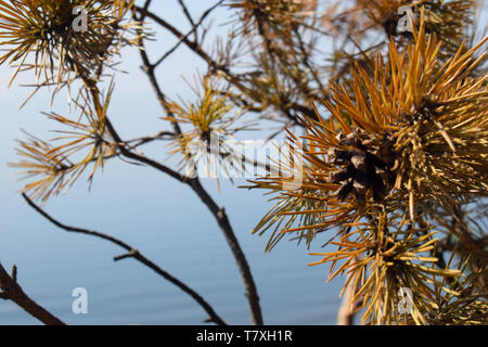 Getrockneten Zweig der Tannen und Kegel auf einem blauen Himmel und Wasser Hintergrund schliessen. Stockfoto