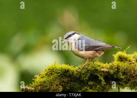 Eine europäische Kleiber im Frühjahr in Mid Wales Stockfoto