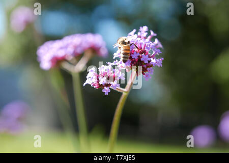 Bienen sammeln Pollen auf lila Blume Stockfoto