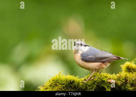 Eine europäische Kleiber im Frühjahr in Mid Wales Stockfoto