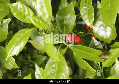 Glänzend grünen Blättern und roten Beeren auf der Aucuba japonica Zweig Stockfoto