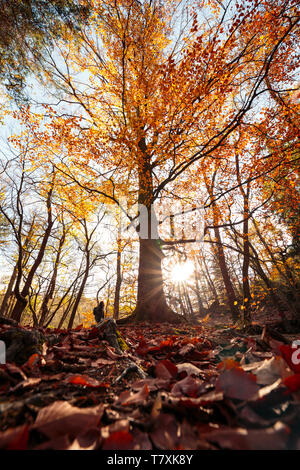 Bunte herrliche Baumkronen im Wald Ökosystem Stockfoto