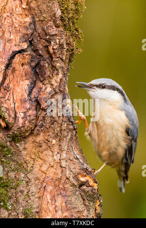 Eine europäische Kleiber im Frühjahr in Mid Wales Stockfoto