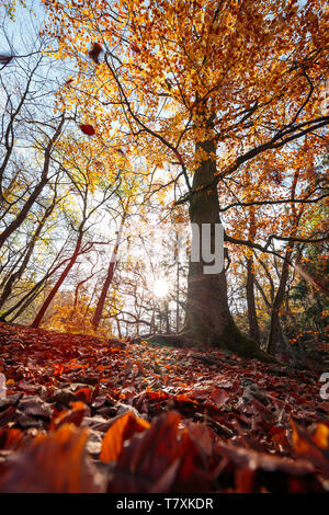 Bunte herrliche Baumkronen im Wald Ökosystem Stockfoto