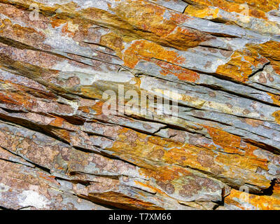 Nahaufnahme von einem Stück von gerissenen Walisischen Schiefer mit goldfarbenen Flechten bedeckt Stockfoto