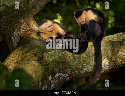 Kolumbianische white-faced Kapuziner (Cebus capucinus), Kolumbianische white-headed Kapuziner oder Kolumbianischen white-throated Kapuziner Affe, neue Welt der Familie Stockfoto