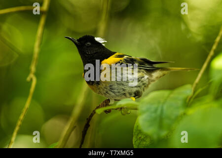 - Stitchbird Notiomystis gracilis - Hihi in der Maori Sprache, endemische Vogel saß auf dem Ast der Neuseeland Wald. Stockfoto