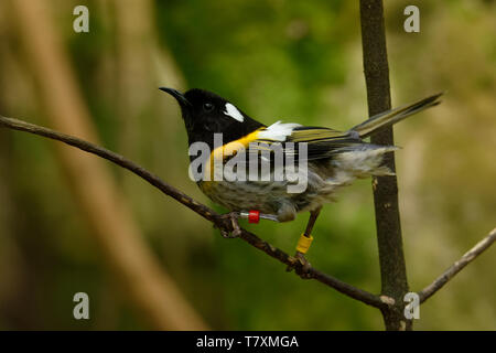 - Stitchbird Notiomystis gracilis - Hihi in der Maori Sprache, endemische Vogel saß auf dem Ast der Neuseeland Wald. Stockfoto