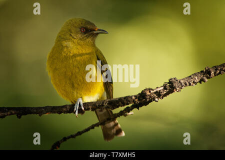 Bellbird - Anthornis melanura - makomako in der Maori Sprache, endemische Vogel - honeyeater aus Neuseeland in den grünen Wald. Stockfoto