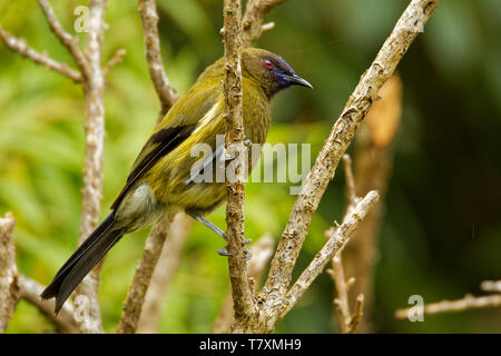 Bellbird - Anthornis melanura - makomako in der Maori Sprache, endemische Vogel - honeyeater aus Neuseeland in den grünen Wald. Stockfoto