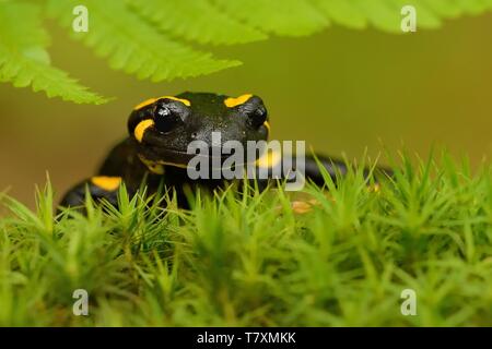 Der Feuersalamander (Salamandra salamandra) auf den grünen Moos mit grünen bracken Blatt über den Kopf. Grüner Hintergrund. Feuersalamander von Angesicht zu Angesicht. Stockfoto