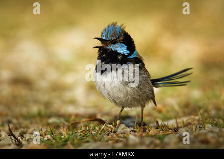 Hervorragende Fairywren - Malurus cyaneus - aus der Australasian wren Familie, Maluridae und ist üblich und bekannt in ganz Südosteuropa Austra Stockfoto