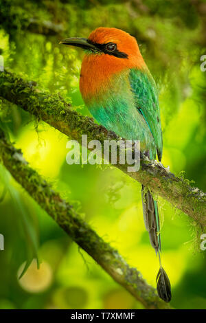 Breite-billed Motmot Freie-elektronen-platyrhynchum in Bolivien, Brasilien, Kolumbien, Costa Rica, Ecuador, Honduras, Nicaragua, Panama, Peru gefunden. Natürliche Gewohnheit Stockfoto
