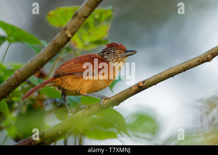 Gesperrt - Antshrike Thamnophilus doliatus Weibliche aus der antbird Familie. Stockfoto