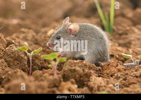 Östlichen Haus Maus - Mus musculus auf dem Boden, braunen Hintergrund Stockfoto