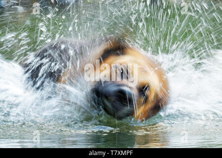 Deutscher Schäferhund Deutscher Schäferhund, ist eine Rasse von mittelgroßen bis großen Hund, Spritzwasser rund um den Kopf in den Fluss Stockfoto