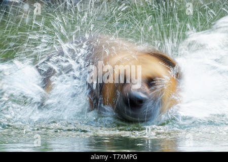 Deutscher Schäferhund Deutscher Schäferhund, ist eine Rasse von mittelgroßen bis großen Hund, Spritzwasser rund um den Kopf in den Fluss Stockfoto