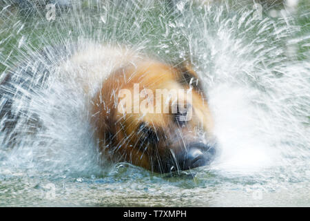 Deutscher Schäferhund Deutscher Schäferhund, ist eine Rasse von mittelgroßen bis großen Hund, Spritzwasser rund um den Kopf in den Fluss Stockfoto