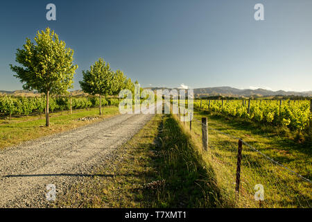 Weinberg, Weingut Neuseeland Marlborough, typische Landschaft mit Weinbergen und Strassen, Hügel und Berge. Stockfoto