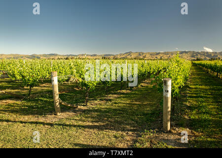 Weinberg, Weingut Neuseeland Marlborough, typische Landschaft mit Weinbergen und Strassen, Hügel und Berge. Stockfoto