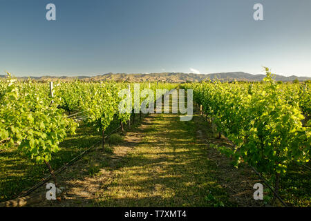 Weinberg, Weingut Neuseeland Marlborough, typische Landschaft mit Weinbergen und Strassen, Hügel und Berge. Stockfoto