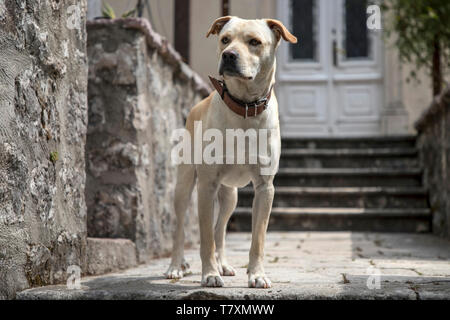 Dobrota, Montenegro, Mai 2019: Guard Dog wacht über eine Familie Haus Vorgarten Stockfoto