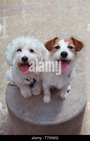 PORTRAIT zwei glückliche Hunde sitzen und die Zunge heraus haften. Stockfoto