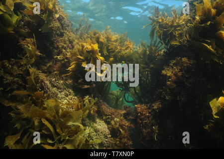 Felsenriff im flachen Wasser mit kräftigen Wachstum der gestielten Kelp und anderen Algen bedeckt. Stockfoto