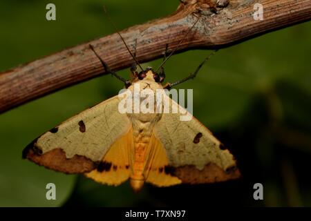 Große noctular Motte Grün Grau (Ophiusa tirhaca) sitzen auf dem Zweig in der Nacht. Große noctular Motte erfassen in der Nähe auf dem Zweig. Schwarzen Hintergrund. Stockfoto