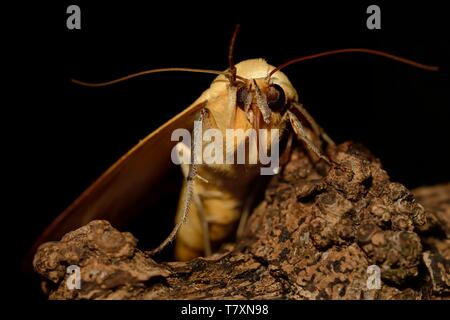 Große noctular Motte Grün Grau (Ophiusa tirhaca) sitzen auf dem Zweig in der Nacht. Große noctular Motte erfassen in der Nähe auf dem Zweig. Schwarzen Hintergrund. Stockfoto