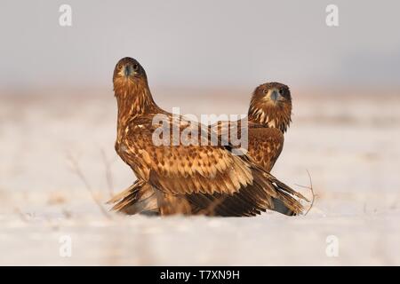 Seeadler - Haliaeetus albicilla zwei Adler in der Puszta im Winter Stockfoto