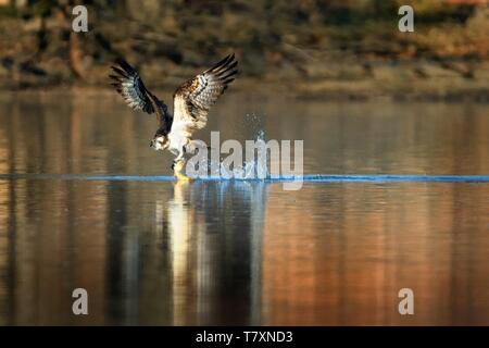 Fischadler, Pandion haliaetus Raubvogel Jagd Fischen, auch "Sea Hawk, Fluss hawk und Fish Hawk - ist eine Tagaktive, Fisch-essen Greifvogel mit ein Stockfoto