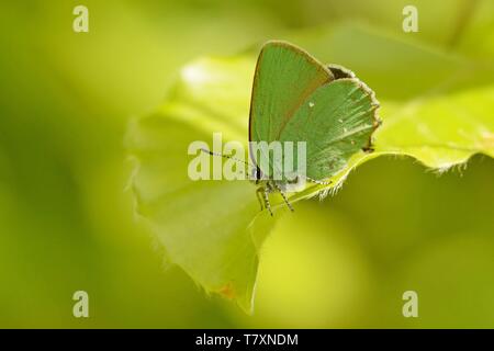 Die green hairstreak (Callophrys Rubi) am grünen Blatt auf der Lichtung thront. Grün Schmetterling mit grünem Hintergrund. Stockfoto