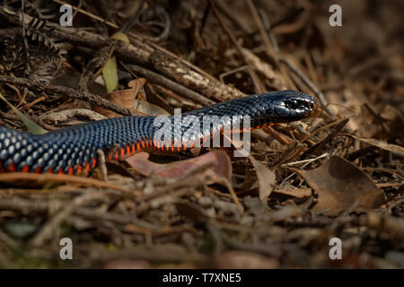 Red-bellied Black Snake - Pseudechis porphyriacus Arten von elapid Schlange native zum östlichen Australien. Stockfoto